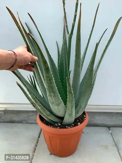 Natural Aloe Vera Plant-thumb0