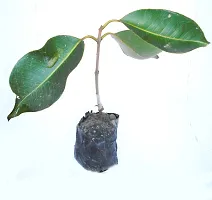 Natural Jamun Plant-thumb1