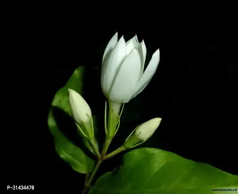 Natural Jasmine Plant-thumb0