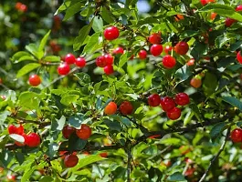 Cherry Fruit Plant-thumb1