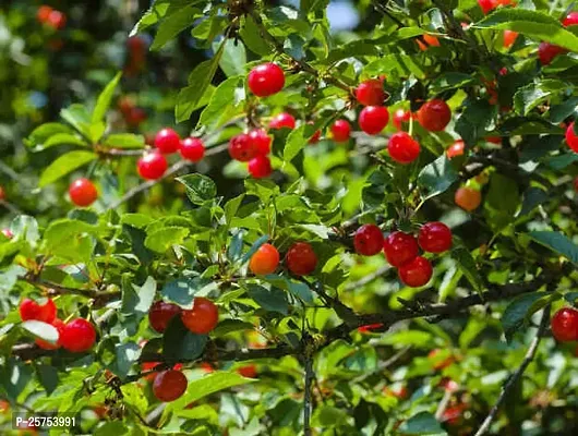 Cherry Fruit Plant-thumb2