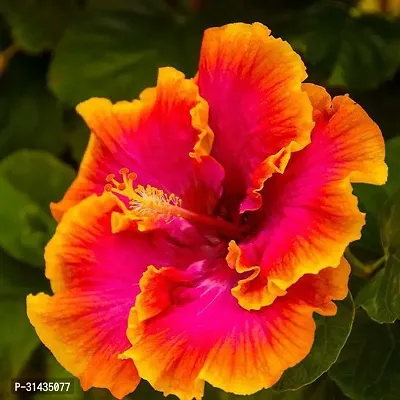 Natural Hibiscus Plant-thumb0