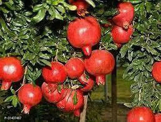 Natural Pomegranate Plant-thumb2