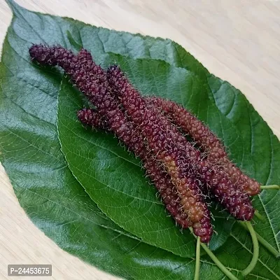 Natural Shahtoot - Mulberry Plant