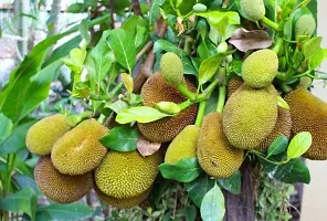 Jackfruit Plant-thumb1