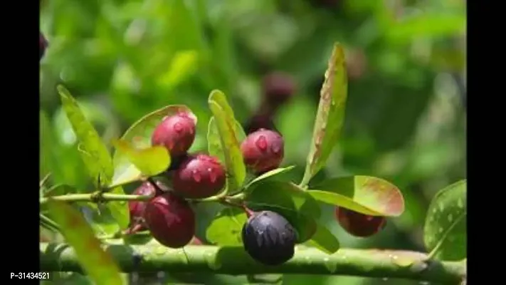 Natural Karonda Plant-thumb2