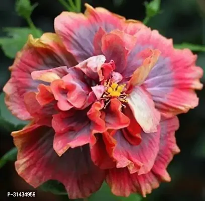 Natural Hibiscus Plant