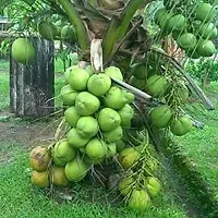 Natural Coconut Plant-thumb1