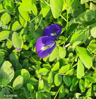 Natural Aparajita/ Butterfly Pea Plant With Pot-thumb0