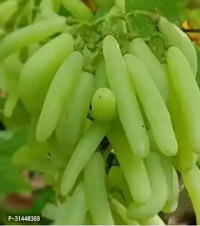 Natural Grapes Plant-thumb0