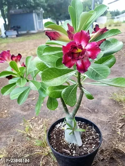 Natural Willvine Adenium Obesum Desert Rose Double White W- Red Strip-Lxi-156 Seed