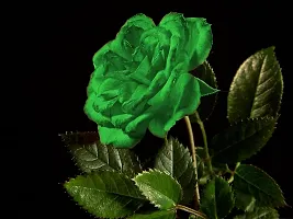 Rose Plant-thumb3