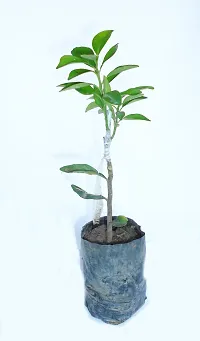 Natural Orange Plant-thumb1