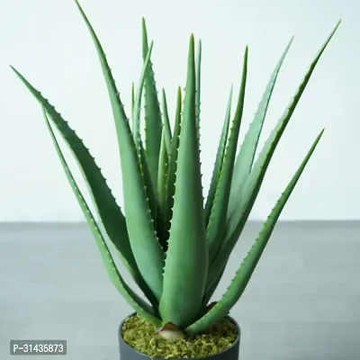 Natural Aloe Vera Plant-thumb0