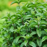 Natural Mint Plant-thumb1