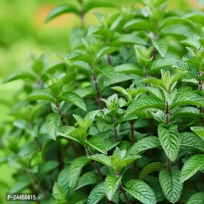Natural Mint Plant-thumb2