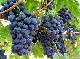 Natural Grapes Plant-thumb1