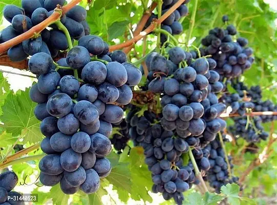 Natural Grapes Plant-thumb2