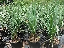 Natural Lemon Grass Plant-thumb2