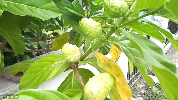 Natural Shahtoot/Mulberry Plant