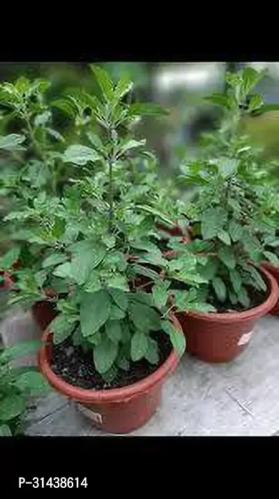 Natural Tulsi Plant