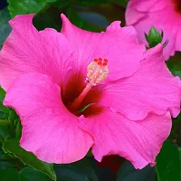 Natural Hibiscus Plant With Pot-thumb1