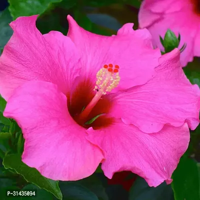 Natural Hibiscus Plant With Pot-thumb2