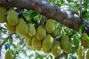 Jackfruit Plant-thumb1