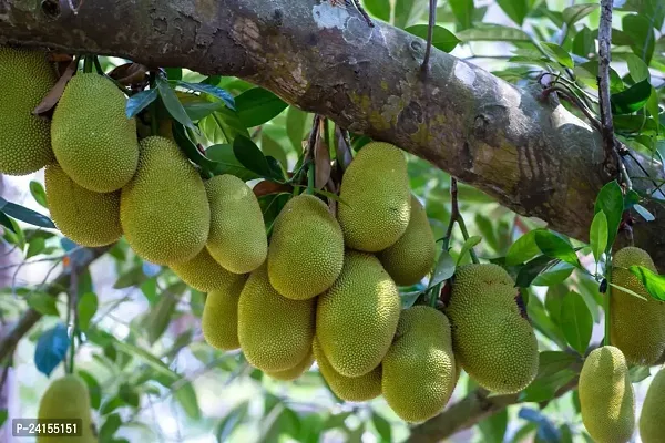 Jackfruit Plant-thumb2