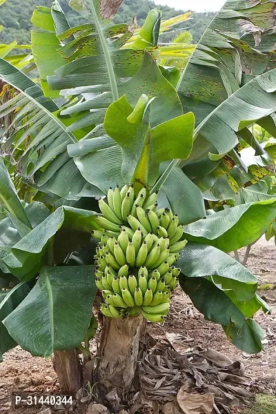 Natural Banana Plant