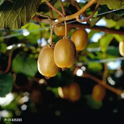 Natural Kiwi Plant-thumb0