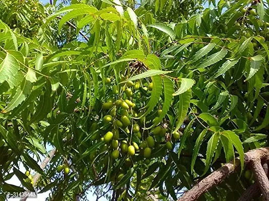 Natural Neem Plant