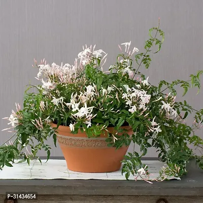 Natural Jasmine Plant With Pot-thumb0