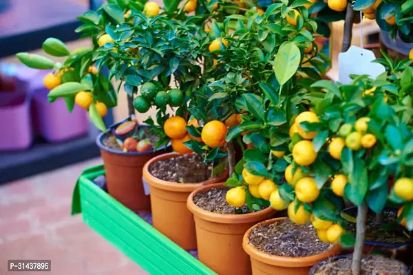 Natural Lemon Plant