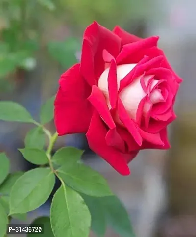 Natural Rose Plant-thumb0