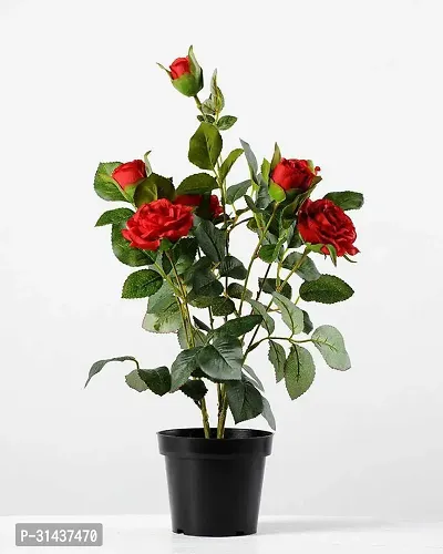 Natural Rose Plant