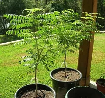 Natural Neem Plant-thumb1