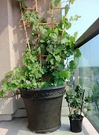 Natural Grapes Plant-thumb1