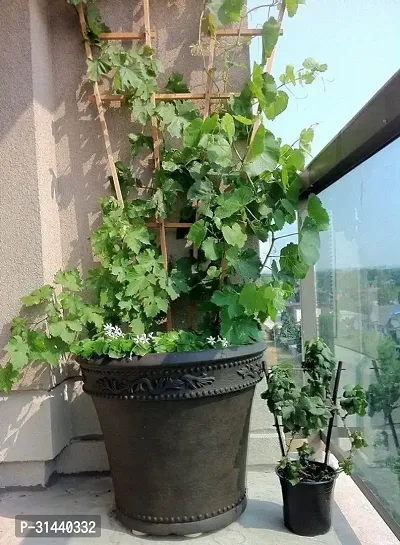 Natural Grapes Plant-thumb2