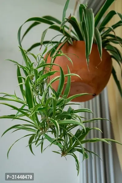 Natural Spider Plant