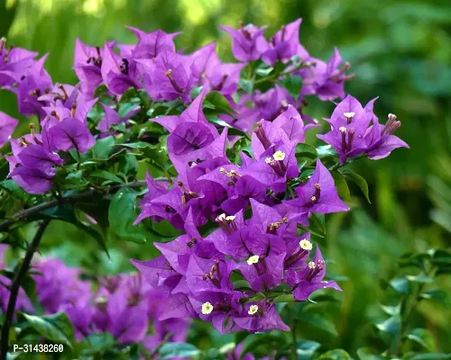 Natural Baugainvillea Plant-thumb0