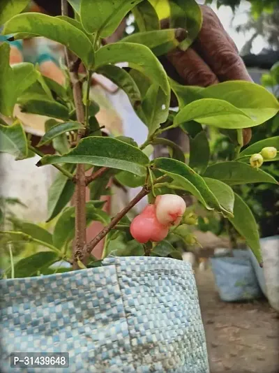 Natural Jamun Plant