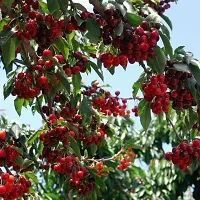 Natural Cherry Fruit Plant-thumb1