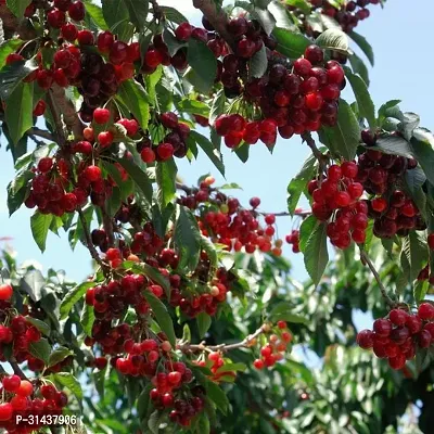 Natural Cherry Fruit Plant-thumb2