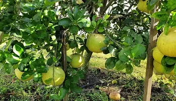 Natural Pomelo Plant-thumb1