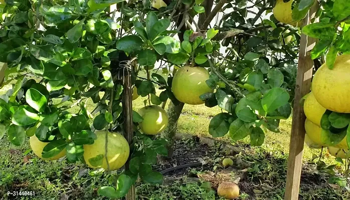 Natural Pomelo Plant-thumb2