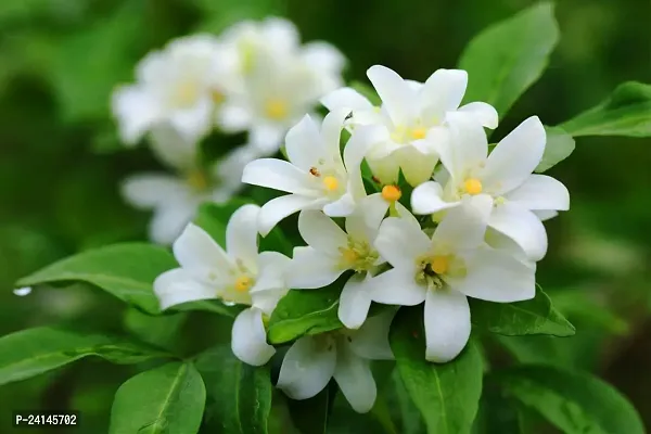 Jasmine Plant