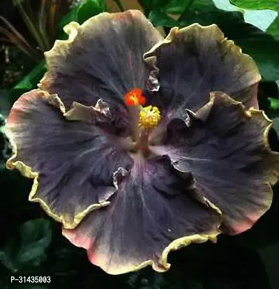 Natural Hibiscus Plant