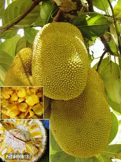 Natural Jack Fruit Plant-thumb0