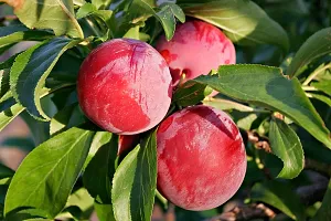 Natural Aloo Bukhara/Plum Plant-thumb1